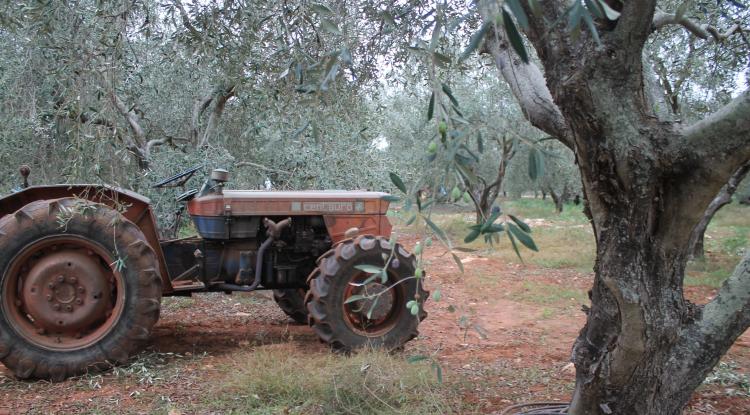 olivi e trattore