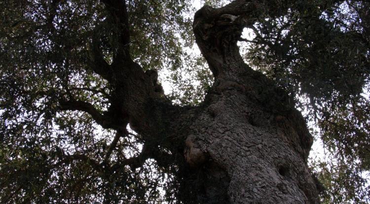 albero di olivo