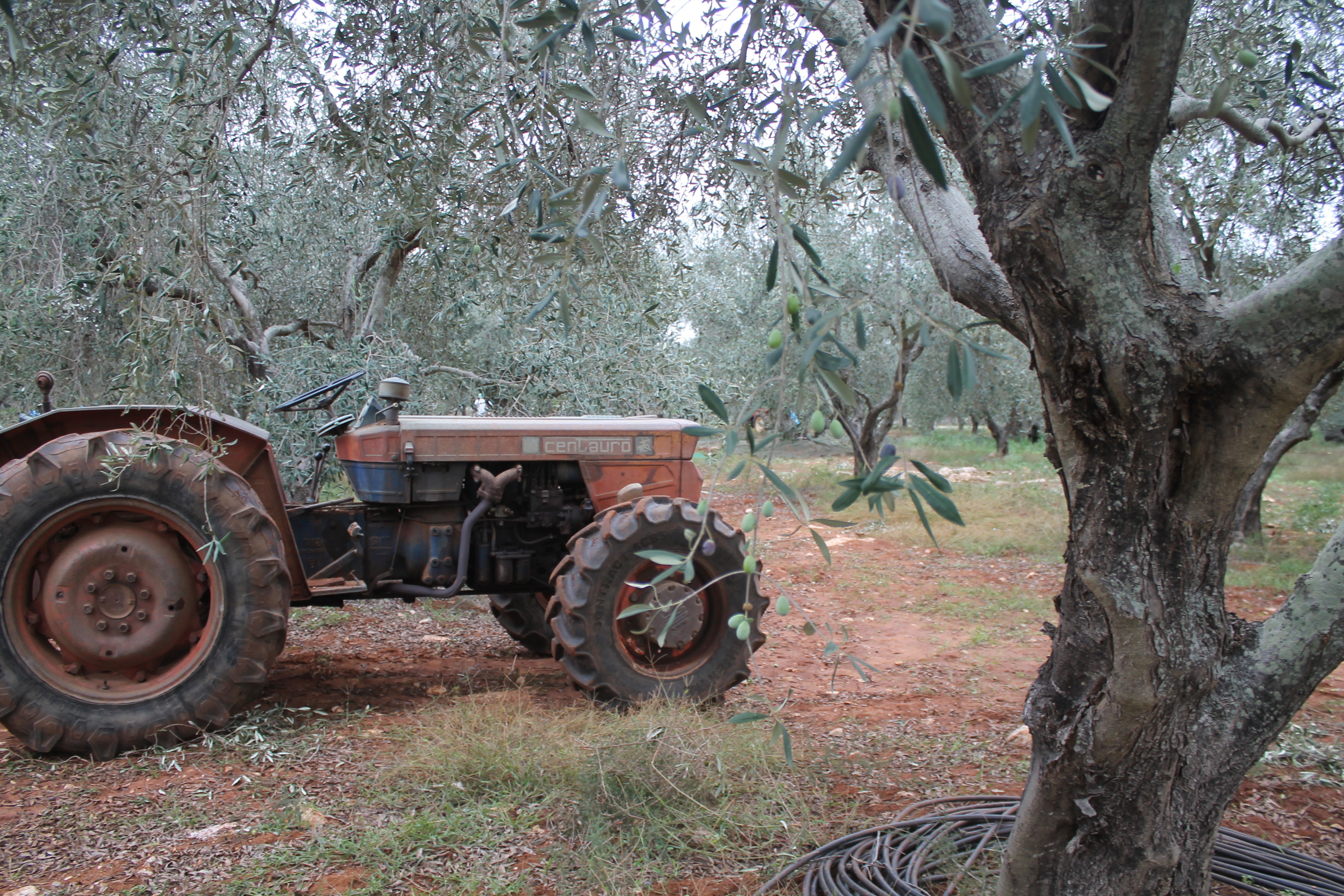 olivi e un trattore