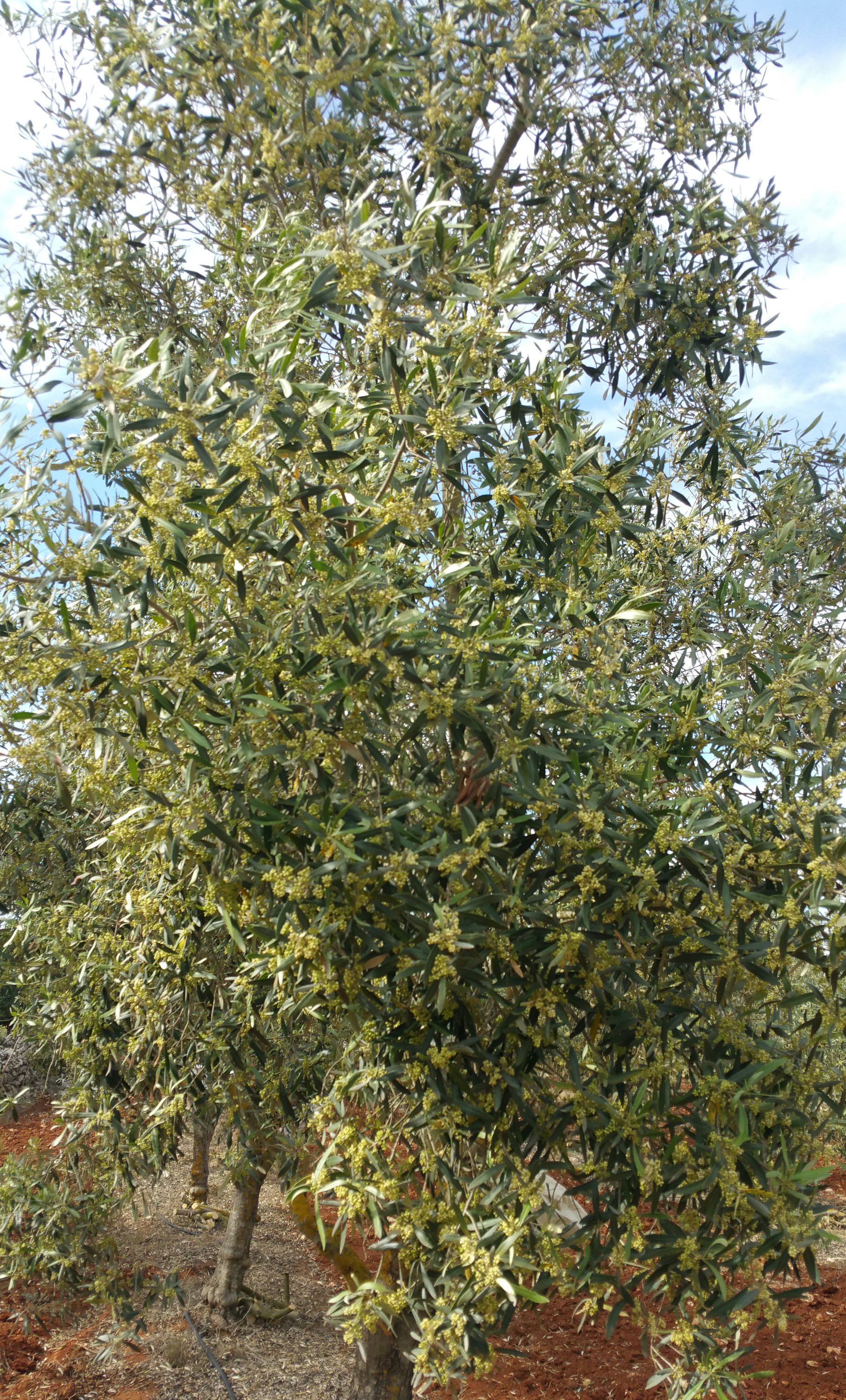 un albero di ulivo in fiore!