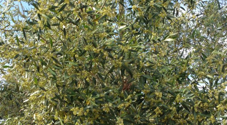 fiori di un albero di ulivo!